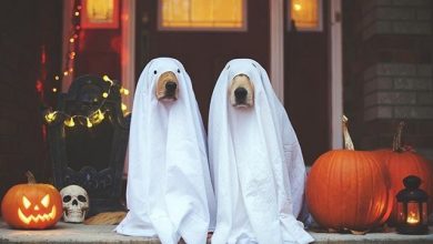 Kostenlose halloween bilder fuer handy kostenlos
