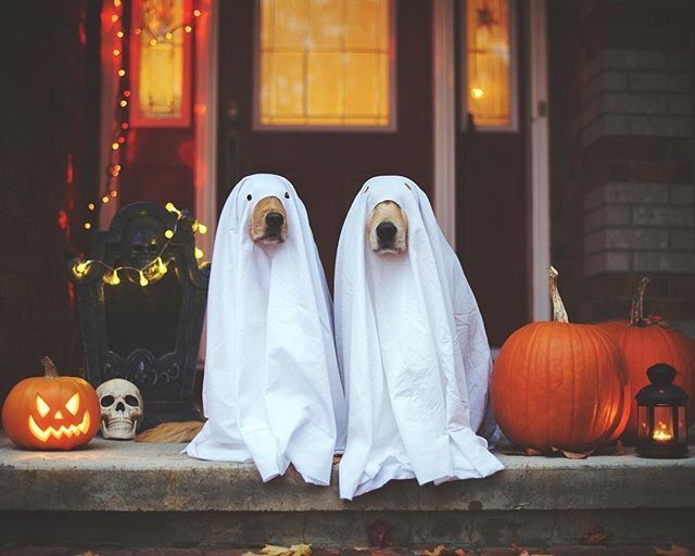 Kostenlose halloween bilder fuer handy kostenlos - Kostenlose halloween bilder fuer handy kostenlos